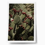 Poster RUSTIC FARMHOUSE CACTUS 2