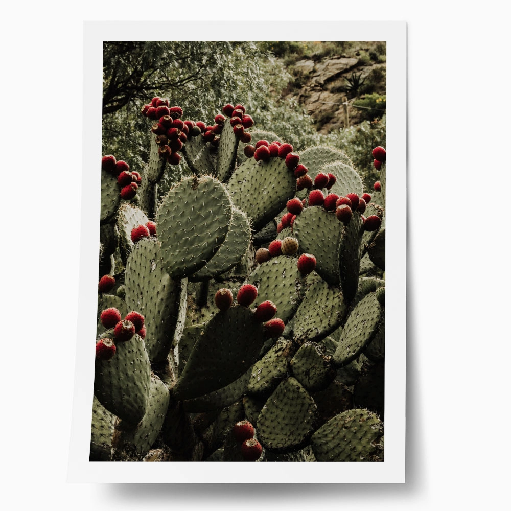 Poster RUSTIC FARMHOUSE CACTUS 2