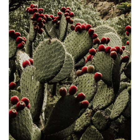 Poster RUSTIC FARMHOUSE CACTUS 2 -  Sticky 2