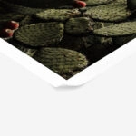 Poster RUSTIC FARMHOUSE CACTUS 2