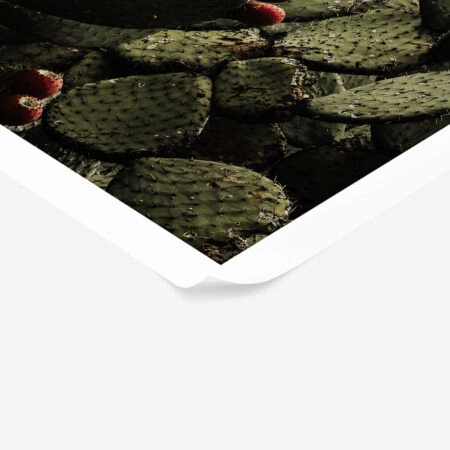 Poster RUSTIC FARMHOUSE CACTUS 2 -  Sticky 1