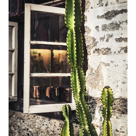 Poster RUSTIC FARMHOUSE CACTUS 3 -  Sticky 2