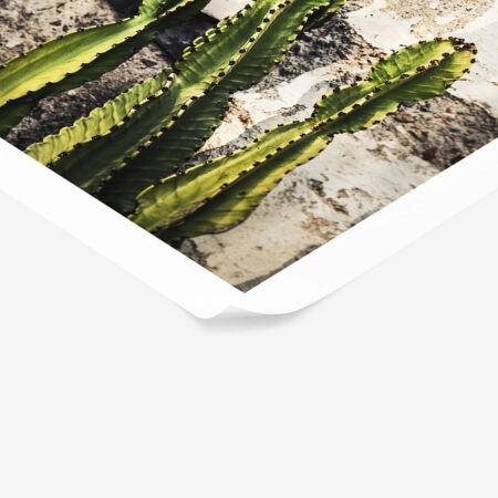 Poster RUSTIC FARMHOUSE CACTUS 3 -  Sticky 1