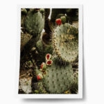 Poster RUSTIC FARMHOUSE CACTUS