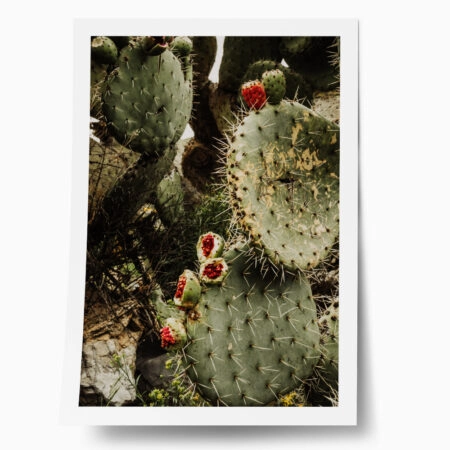Poster RUSTIC FARMHOUSE CACTUS - 