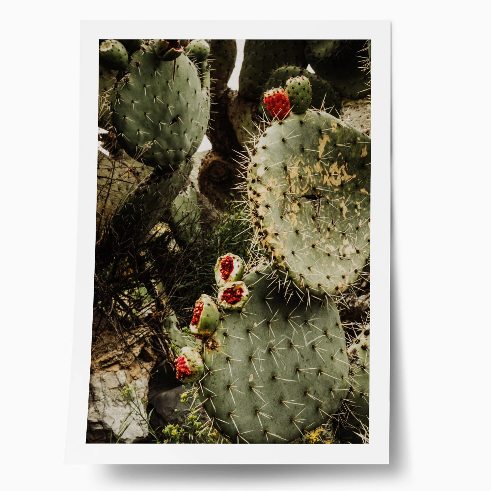 Poster RUSTIC FARMHOUSE CACTUS
