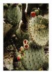 Poster RUSTIC FARMHOUSE CACTUS