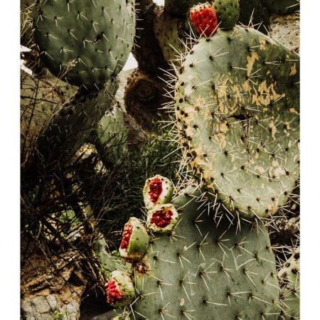Poster RUSTIC FARMHOUSE CACTUS -  Sticky 2
