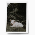 Poster RUSTIC FARMHOUSE CALF 2