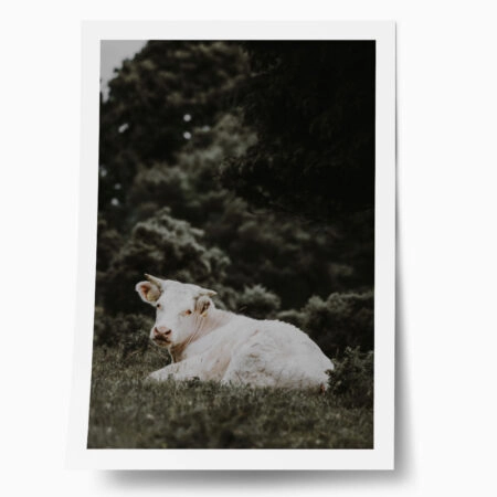 Poster RUSTIC FARMHOUSE CALF 2 - 