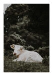 Poster RUSTIC FARMHOUSE CALF 2