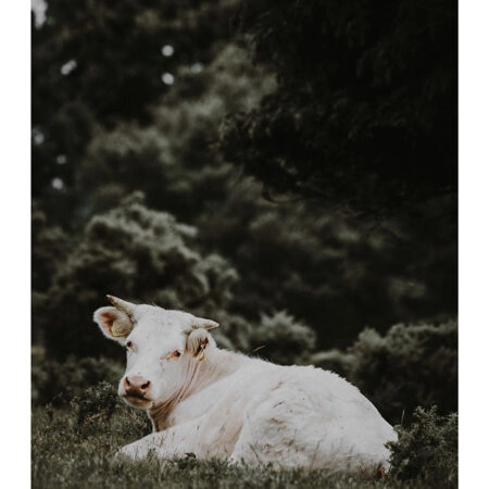 Poster RUSTIC FARMHOUSE CALF 2 -  Sticky 2