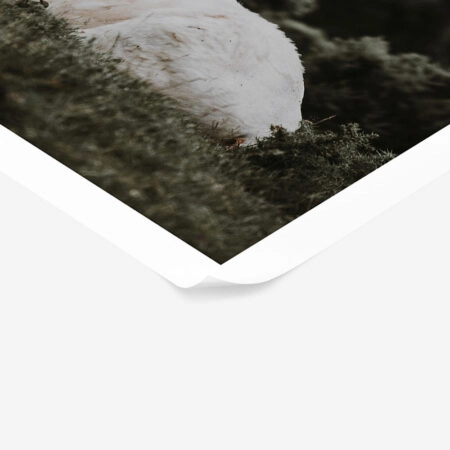 Poster RUSTIC FARMHOUSE CALF 2 -  Sticky 1