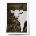 Poster RUSTIC FARMHOUSE CALF 3