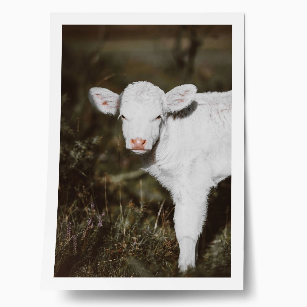 Poster RUSTIC FARMHOUSE CALF 3