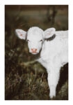 Poster RUSTIC FARMHOUSE CALF 3