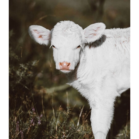 Poster RUSTIC FARMHOUSE CALF 3 -  Sticky 2