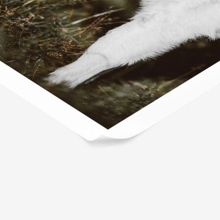 Poster RUSTIC FARMHOUSE CALF 3 -  Sticky 1