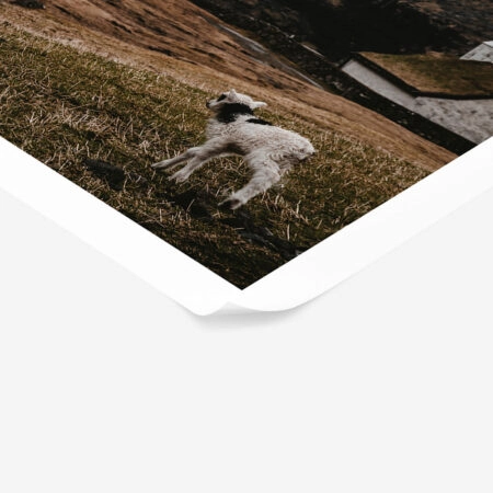 Poster RUSTIC FARMHOUSE CALF -  Sticky 1