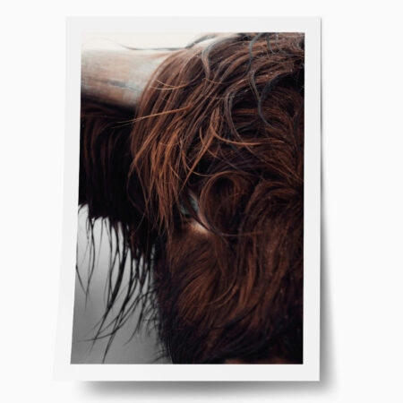 Poster RUSTIC FARMHOUSE COW 10 - 