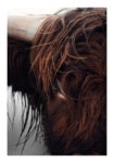 Poster RUSTIC FARMHOUSE COW 10