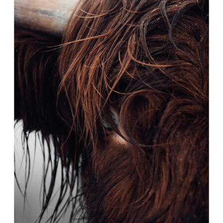Poster RUSTIC FARMHOUSE COW 10 -  Sticky 2