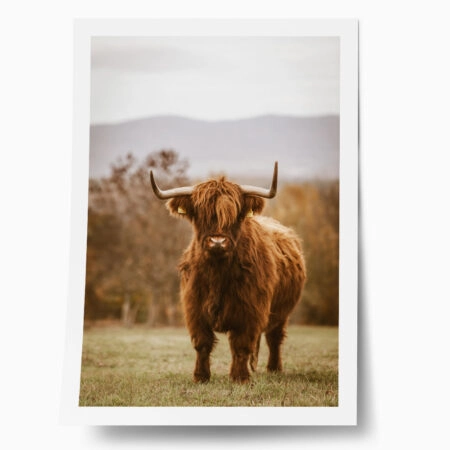 Poster RUSTIC FARMHOUSE COW 11 - 