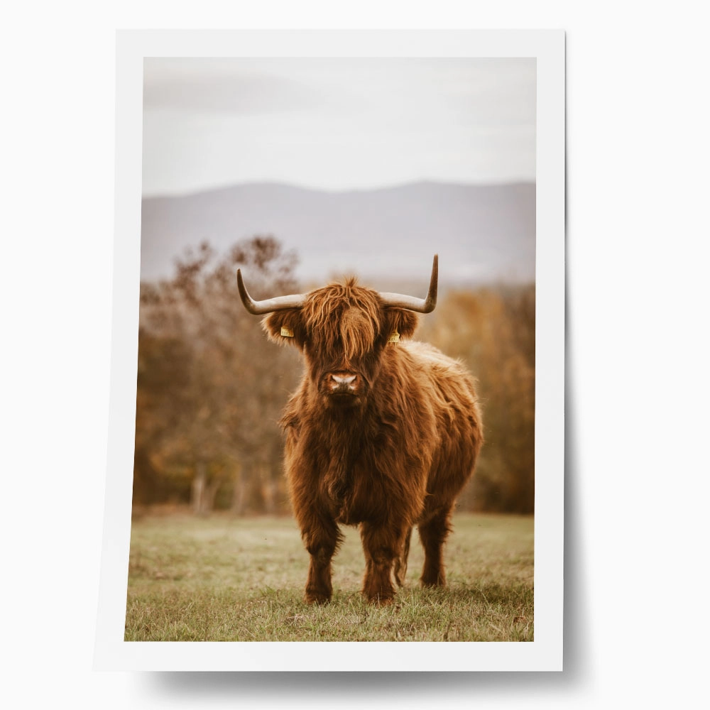 Poster RUSTIC FARMHOUSE COW 11