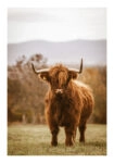Poster RUSTIC FARMHOUSE COW 11