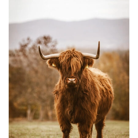Poster RUSTIC FARMHOUSE COW 11 -  Sticky 2