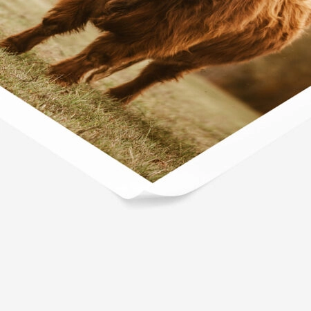 Poster RUSTIC FARMHOUSE COW 11 -  Sticky 1