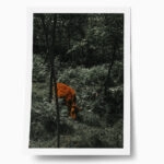 Poster RUSTIC FARMHOUSE COW 12