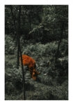 Poster RUSTIC FARMHOUSE COW 12