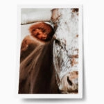 Poster RUSTIC FARMHOUSE COW 13