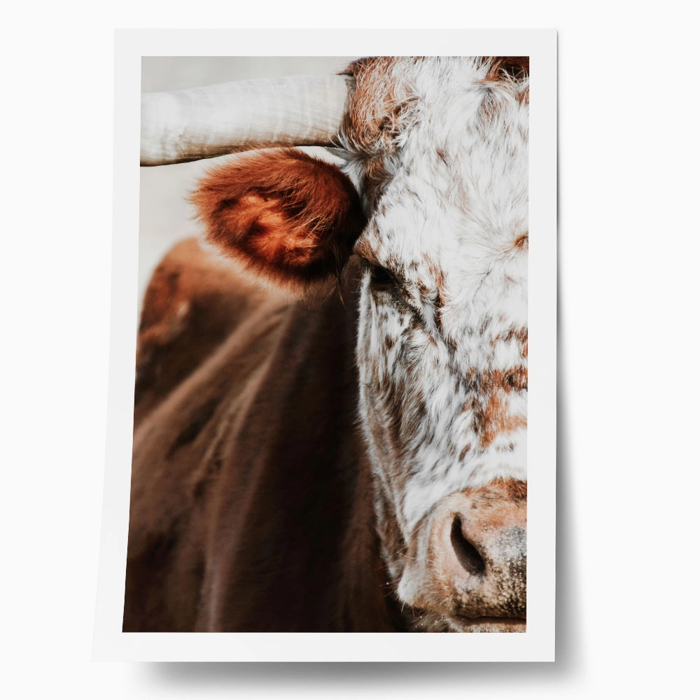 Poster RUSTIC FARMHOUSE COW 13