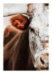 Poster RUSTIC FARMHOUSE COW 13