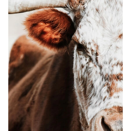 Poster RUSTIC FARMHOUSE COW 13 -  Sticky 2
