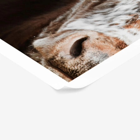 Poster RUSTIC FARMHOUSE COW 13 -  Sticky 1