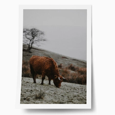 Poster RUSTIC FARMHOUSE COW 2 - 