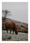 Poster RUSTIC FARMHOUSE COW 2