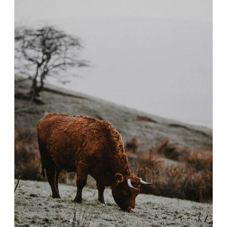 Poster RUSTIC FARMHOUSE COW 2 -  Sticky 2