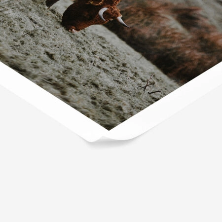 Poster RUSTIC FARMHOUSE COW 2 -  Sticky 1
