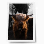 Poster RUSTIC FARMHOUSE COW 3