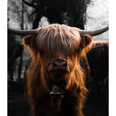 Poster RUSTIC FARMHOUSE COW 3 -  Sticky 2
