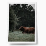 Poster RUSTIC FARMHOUSE COW 4