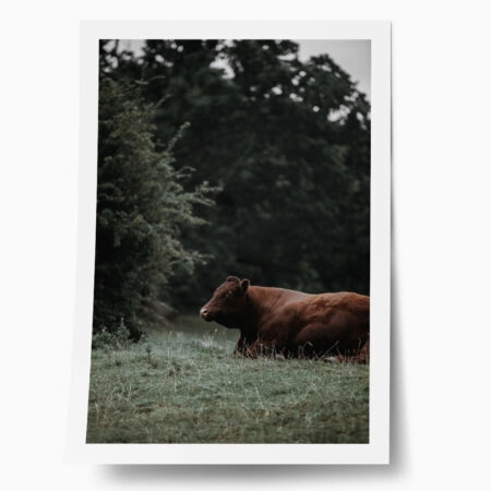 Poster RUSTIC FARMHOUSE COW 4 - 