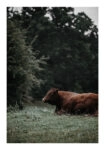 Poster RUSTIC FARMHOUSE COW 4