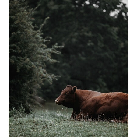 Poster RUSTIC FARMHOUSE COW 4 -  Sticky 2