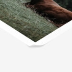 Poster RUSTIC FARMHOUSE COW 4