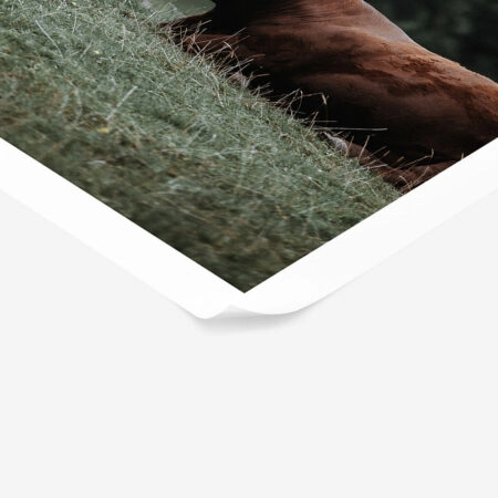 Poster RUSTIC FARMHOUSE COW 4 -  Sticky 1